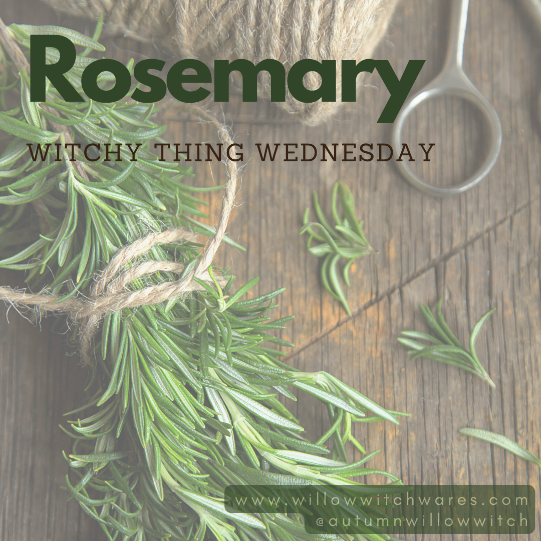 The Magic of Rosemary -Witchy Thing Wednesday with Autumn Willow Witch